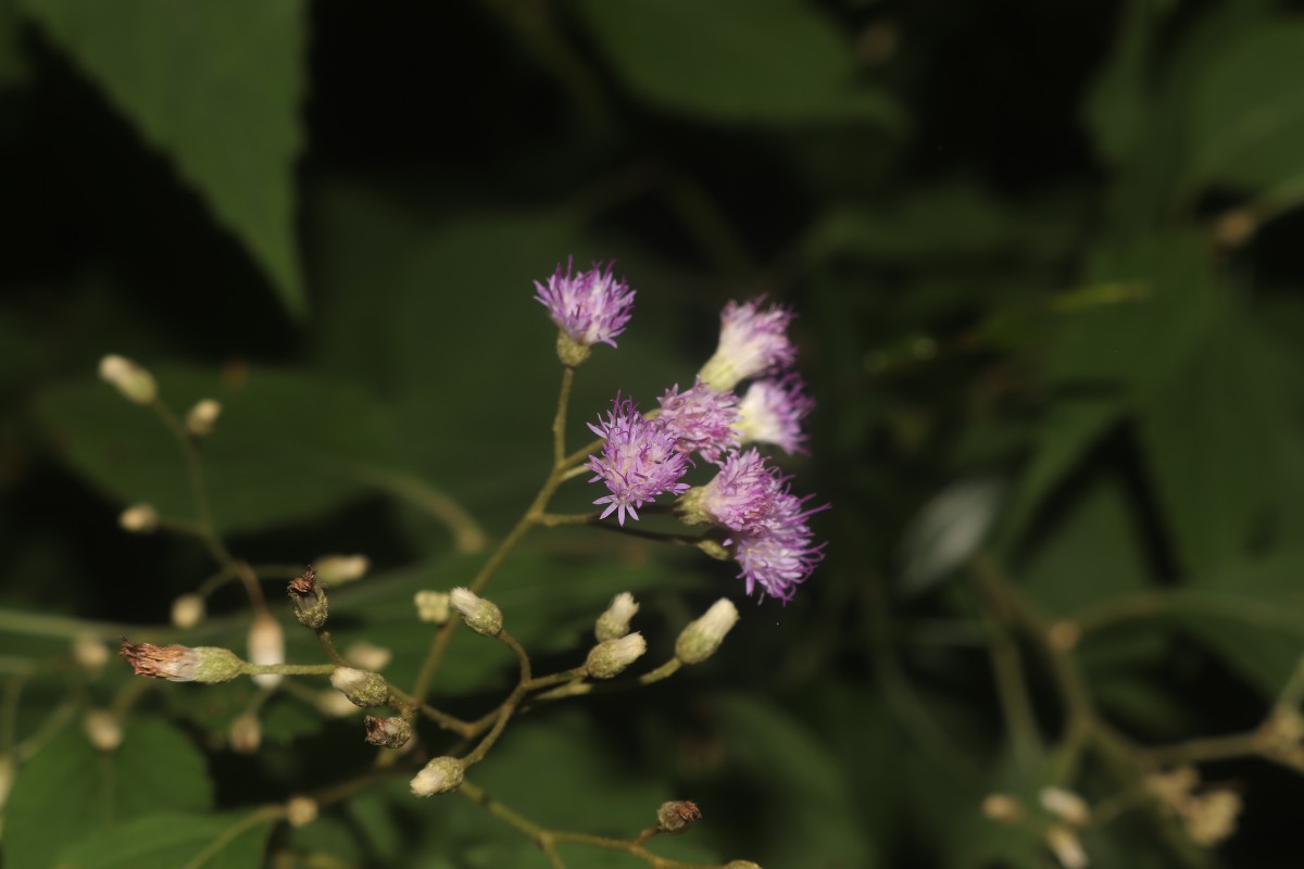 Cyanthillium hookerianum (Arn.) H.Rob.